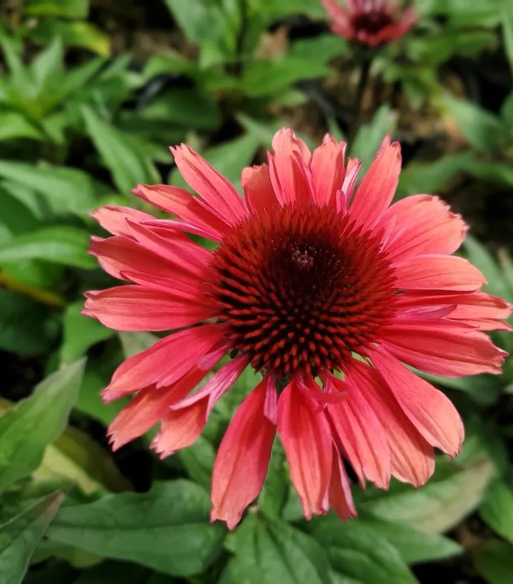 Eye-Catcher™ Coral Craze Coneflower