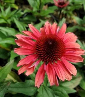 Eye-Catcher™ Coral Craze Coneflower